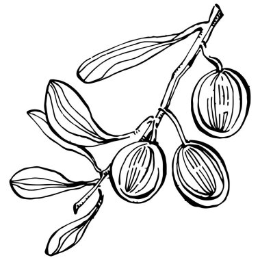 Zeytin ana hatları, beyaz arka planda izole edilmiş zeytin dalları, yapraklar, zeytinler, vektör siyah ve beyaz