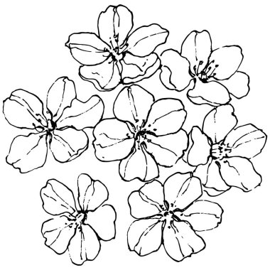 Sakura çiçeği. Çiçekli botanik çiçeği. İzole illüstrasyon elementi. Arkaplan, doku, ambalaj deseni, çerçeve veya kenar çizimi için vektör el.
