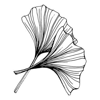 Ginkgo bitkisi elle çizilmiş. Çiçek dövmesi sanat tarzında detaylı. Beyaz arka planda siyah beyaz klipsli sanat. Logo için antika vintage oyma çizimi