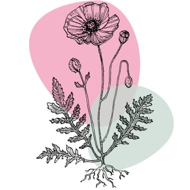 Modern sanat gelinciklerinin moda renkli posterleri. Soyut el çiçekleri, geometrik elementleri ve dokunuşları, yaprakları ve çiçekleri çiziyor. Sosyal medya için modern tasarım, davetiye, kartpostallar, duvar sanatı için baskı.