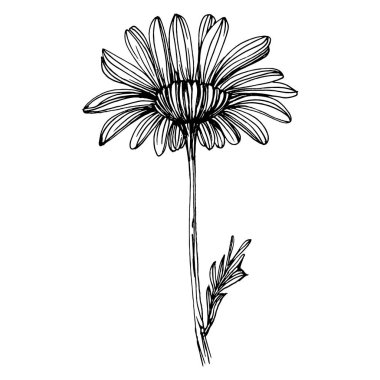 Papatya çayı elle çizilmiş. Daisy tekerleği