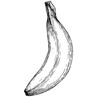 El yapımı izole edilmiş muz. Vektör illüstrasyonu egzotik meyve. 