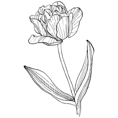 Lale çiçeği. Çiçekli botanik çiçeği. İzole illüstrasyon elementi. Arkaplan, doku, ambalaj deseni, çerçeve veya kenar çizimi için vektör el.