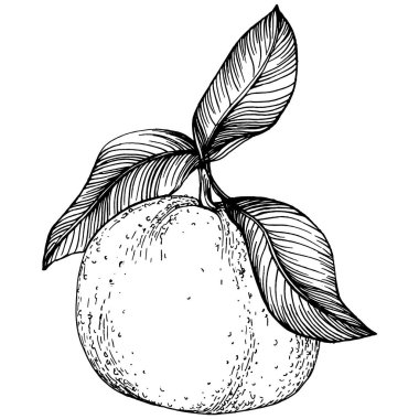 Mandarin Sketch Turunçgil Meyve Dekorasyonu. El yapımı Portakal Botanik Çizimleri. Beyaz arka planda izole edilmiş siyah beyaz çizgili sanat eserleri. 