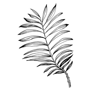 Tropik egzotik yapraklar. Çiçekli botanik çiçeği. İzole illüstrasyon elementi. Arkaplan, doku, ambalaj deseni, çerçeve veya kenar çizimi için vektör el.