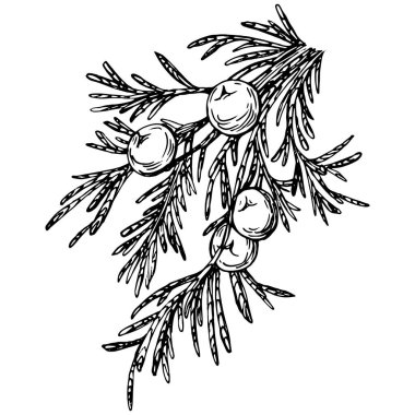 Juniper vektör çizimi. Böğürtlen dalında izole edilmiş eski bir illüstrasyon. Organik yağ oymalı taslak. Güzellik ve kaplıca, kozmetik malzeme. Etiket, poster, broşür, paket için harika