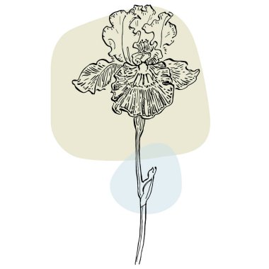 Afiş çizen süsen çiçeği. Sosyal medya platformu için arka planlar, hikayeler, soyut şekilli afişler, yapraklar. Sosyal ağlarınız için görsel tasarım. 