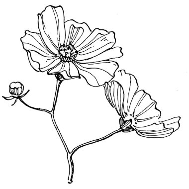 Kozmos el çizimiyle çiçek açar. Kozmos çiçeği logosu ya da sanat tarzında detaylı bir dövme. Siyah beyaz klip sanatı izole edildi. Amblem için antika vintage gravür. Bitkisel ilaçlar.