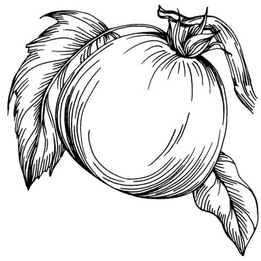 Domates yalıtılmış elementler. Sebzeler vektör çizimi. İşlemeli stil. Tarım piyasasında ürün. Tasarım menüsü, etiket, rozet, pankart ve tanıtım için en iyi yer.