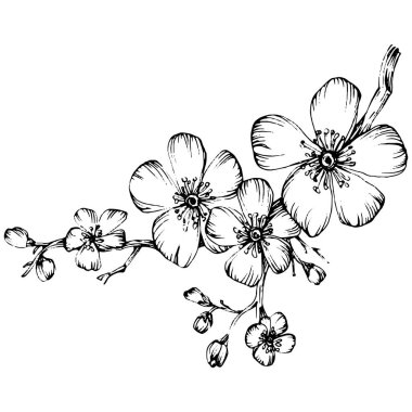 Sakura çiçeği. Çiçekli botanik çiçeği. İzole illüstrasyon elementi. Arkaplan, doku, ambalaj deseni, çerçeve veya kenar çizimi için vektör el.