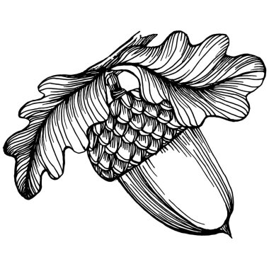 Beyaz üzerine meşe palamudu çizimi. Eski tarz oymalı klasik illüstrasyon, oyma gibi. Davet, kalıp, kart ve poster için tasarım ögesi.