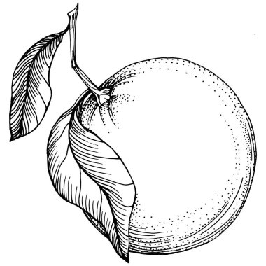 Turuncu çizim turunçgil meyve süslemesi. El yapımı Portakal Botanik Çizimleri. Beyaz arka planda izole edilmiş siyah beyaz çizgili sanat eserleri. 