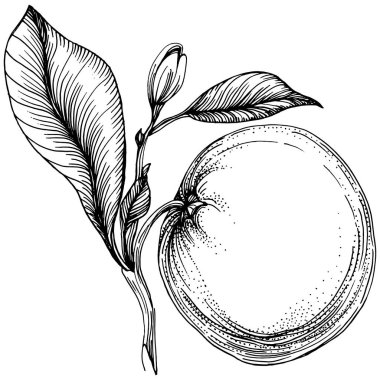 Turuncu çizim turunçgil meyve süslemesi. El yapımı Portakal Botanik Çizimleri. Beyaz arka planda izole edilmiş siyah beyaz çizgili sanat eserleri. 