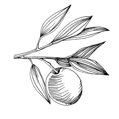 Zeytin eskiz elemanı. Zeytin dalları izole edilmiş. Arkaplan, doku, ambalaj deseni, çerçeve veya kenar çizimi için vektör el.