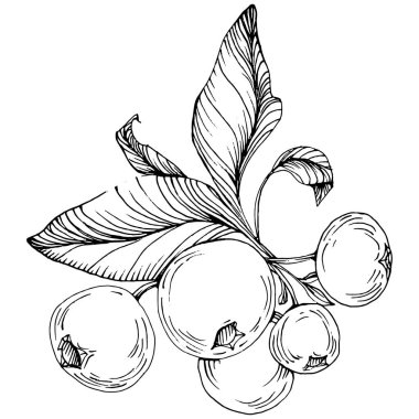 Yabanmersinli el klasik klipsli resim çiziyor. Sanat tarzında detaylandırılmış böğürtlen logosu ya da dövme. Siyah ve beyaz izole edilmiş. Amblem için antika vintage gravür