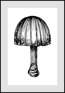Abstract exotic mushroom, natural poster on white background