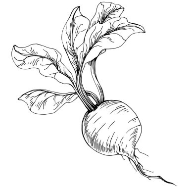 Beyaz arka planda pancarın kabartma vektör çizimi. Sebze oymalı nesne. Menü, etiket, simge, kapak, sosyal gönderi için harika.