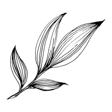 Şakayık çiçeği. Çiçekli bahar botanik şakayıkları. İzole illüstrasyon elementi. Arkaplan, doku, ambalaj deseni, çerçeve veya kenar çizimi için vektör el.