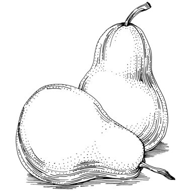 El çizimiyle çizilmiş armut eşkali. Beyaz arkaplanda meyve vektörü.
