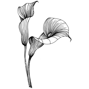 Lilium zambağı elle çizilmiş. Lilium çiçek logosu ya da dövmesi sanat tarzında detaylı. Siyah beyaz klip sanatı izole edildi. Amblem için antika vintage gravür.