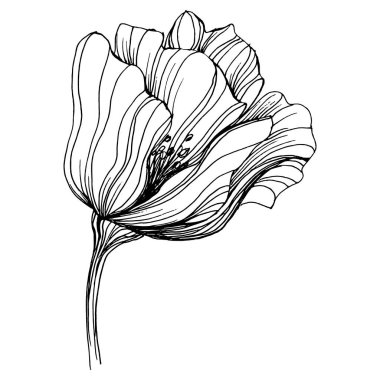 Manolya çiçeği. Çiçekli botanik çiçeği. İzole illüstrasyon elementi. Arkaplan, doku, ambalaj deseni, çerçeve veya kenar çizimi için vektör el.