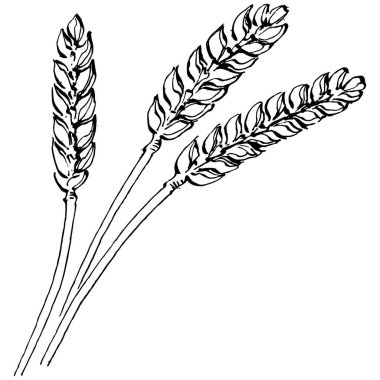 Buğday kulaklı el çizimleri. Korunma ve güvenliğin eski bir sembolü. Kütük için antik vintage oyma çizimi