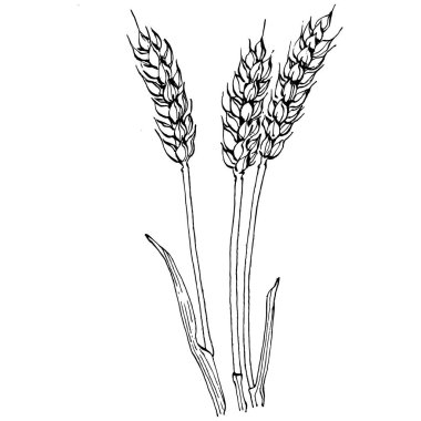 Buğday kulaklı el çizimleri. Korunma ve güvenliğin eski bir sembolü. Kütük için antik vintage oyma çizimi