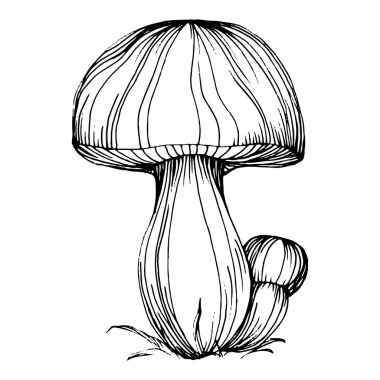 Logo için mantar çizimi. Mantar dövmesi sanat tarzında detaylı. Beyaz arka planda siyah beyaz klipsli sanat. Antika vintage gravür çizimi.