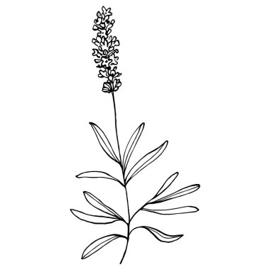 Lavanta botanik çiçeği. Düğün otunun, bitkinin ve davetiye için zarif yapraklı monogramın el yapımı tasarımı randevu kartı tasarımını kaydedin. Kırsal trend yeşillik vektör çizimi