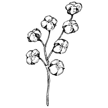 Pamuk çiçeği. Çiçekli botanik çiçeği. İzole illüstrasyon elementi. Arkaplan, doku, ambalaj deseni, çerçeve veya kenar çizimi için vektör el.