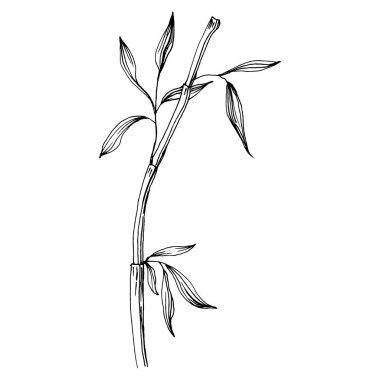 Elle çizilmiş bambu bitkisi. Çiçek dövmesi sanat tarzında detaylı. Beyaz arka planda siyah beyaz klipsli sanat. Antika vintage gravür çizimi.