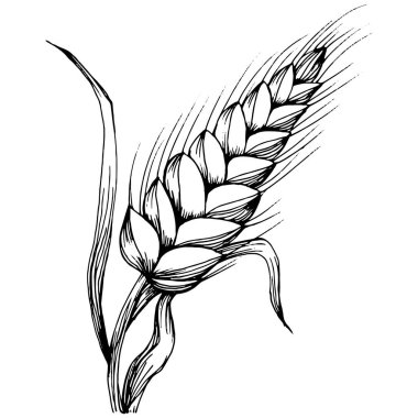 Buğday kulaklı el çizimleri. Korunma ve güvenliğin eski bir sembolü. Kütük için antik vintage oyma çizimi