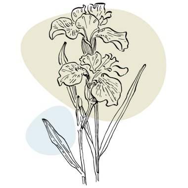 Afiş çizen süsen çiçeği. Sosyal medya platformu için arka planlar, hikayeler, soyut şekilli afişler, yapraklar. Sosyal ağlarınız için görsel tasarım. 