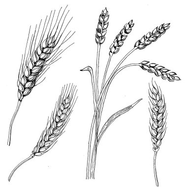 Buğday kulaklı el çizimleri. Korunma ve güvenliğin eski bir sembolü. Kütük için antik vintage oyma çizimi