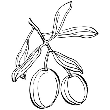 Zeytin ana hatları, beyaz arka planda izole edilmiş zeytin dalları, yapraklar, zeytinler, vektör siyah ve beyaz