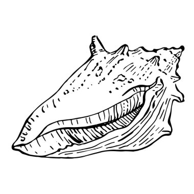 El çizimi okyanus kabukları siyah ve beyaz çizimlerle izole edilmiş..