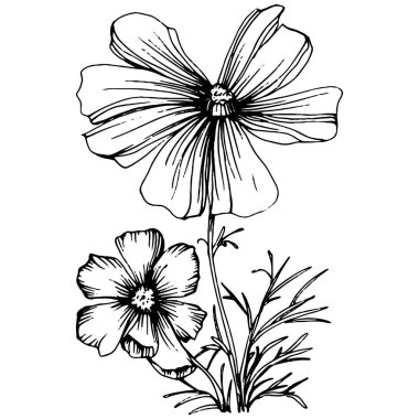 Kozmos el çizimiyle çiçek açar. Kozmos çiçeği logosu ya da sanat tarzında detaylı bir dövme. Siyah beyaz klip sanatı izole edildi. Amblem için antika vintage gravür. Bitkisel ilaçlar.