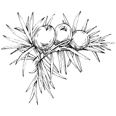 Juniper vektör çizimi. Böğürtlen dalında izole edilmiş eski bir illüstrasyon. Organik yağ oymalı taslak. Güzellik ve kaplıca, kozmetik malzeme. Etiket, poster, broşür, paket için harika