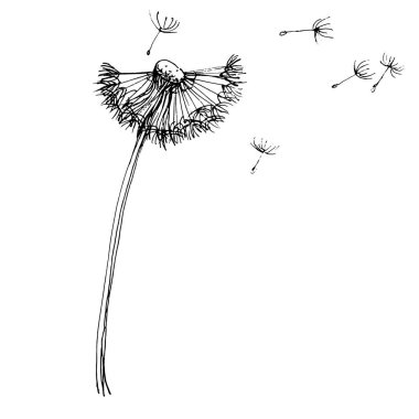 Karahindiba çiçeği. Bitkisel Taraxacum. Şişme top izole illüstrasyon elementi. Arkaplan, doku, ambalaj deseni, çerçeve veya kenar çizimi için vektör el.