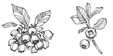 Yabanmersinli el klasik klipsli resim çiziyor. Sanat tarzında detaylandırılmış böğürtlen logosu ya da dövme. Siyah ve beyaz izole edilmiş. Amblem için antika vintage gravür