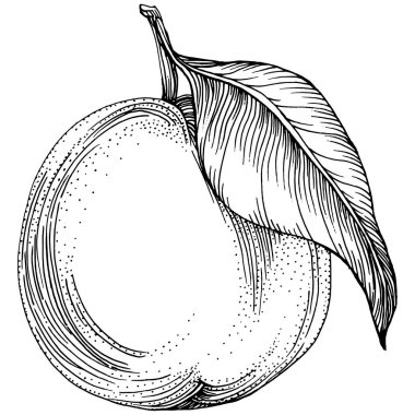 Turuncu çizim turunçgil meyve süslemesi. El yapımı Portakal Botanik Çizimleri. Beyaz arka planda izole edilmiş siyah beyaz çizgili sanat eserleri. 