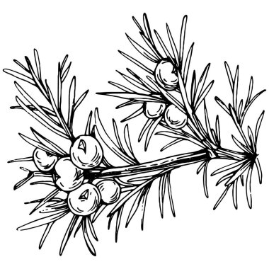 Juniper vektör çizimi. Böğürtlen dalında izole edilmiş eski bir illüstrasyon. Organik yağ oymalı taslak. Güzellik ve kaplıca, kozmetik malzeme. Etiket, poster, broşür, paket için harika