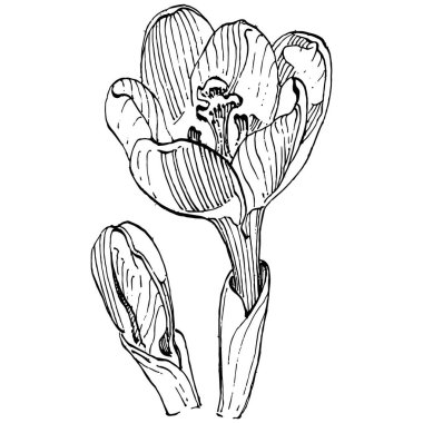 Crocus çiçek vektörü çizimi beyaz arka planda izole edilmiş, safran çizgisi sanatı. Siyah çizgili şirin bir çiçek ve beyaz arka planda beyaz bir uçak..