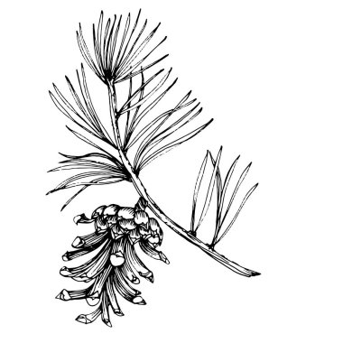 Orman Sonbaharı ve Kış Doğası. Ladin dalları, meşe palamutları, kozalaklar, dökülen yapraklar. İzole illüstrasyon elementi. Arkaplan, doku, çerçeve veya kenar için yaban çiçeği çizen vektör el.