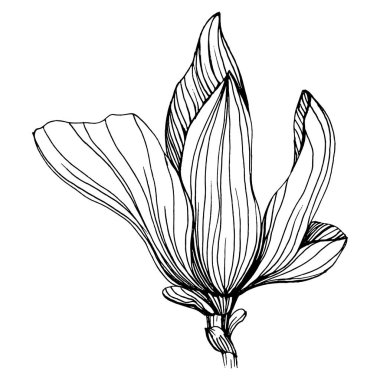Manolya çiçeği. Çiçekli botanik çiçeği. İzole illüstrasyon elementi. Arkaplan, doku, ambalaj deseni, çerçeve veya kenar çizimi için vektör el.
