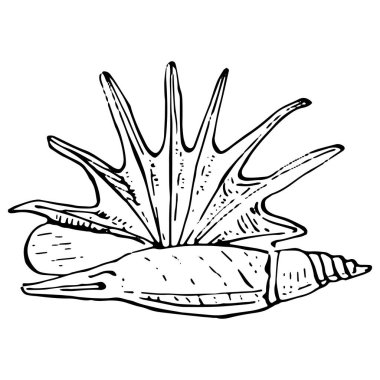 Siyah beyaz resimli okyanus kabukları. İzole illüstrasyon elementi. Arkaplan, doku, ambalaj deseni, çerçeve veya kenar çizimi için vektör el.