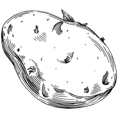 Elle çizilmiş patates çizimi. Patates sebzesi oymalı. Vejetaryen yemek çizimi. Çiftlik pazarı ürünü. Tasarım logosu, menü, etiket, simge, pul için en iyisi.