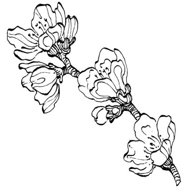 El çizimi Sakura çiçek logosu, çerçeve, sınır, promosyon unsuru. Damga şablonu. Minimalist monogram. Rustik zarif marka veya logottip arkaplan.