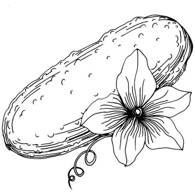 Salatalık sebzeleri taslak vektör çizimi. İşlemeli stil. Tarım piyasasında ürün. Tasarım menüsü, etiket, rozet, pankart ve tanıtım için en iyi yer. 