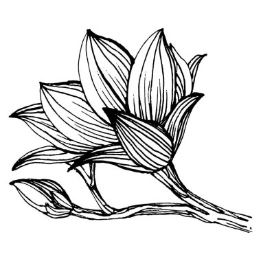 Manolya çiçeği. Çiçekli botanik çiçeği. İzole illüstrasyon elementi. Arkaplan, doku, ambalaj deseni, çerçeve veya kenar çizimi için vektör el.